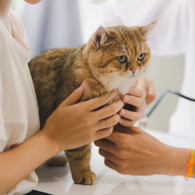 Chat en consultation vétérinaire